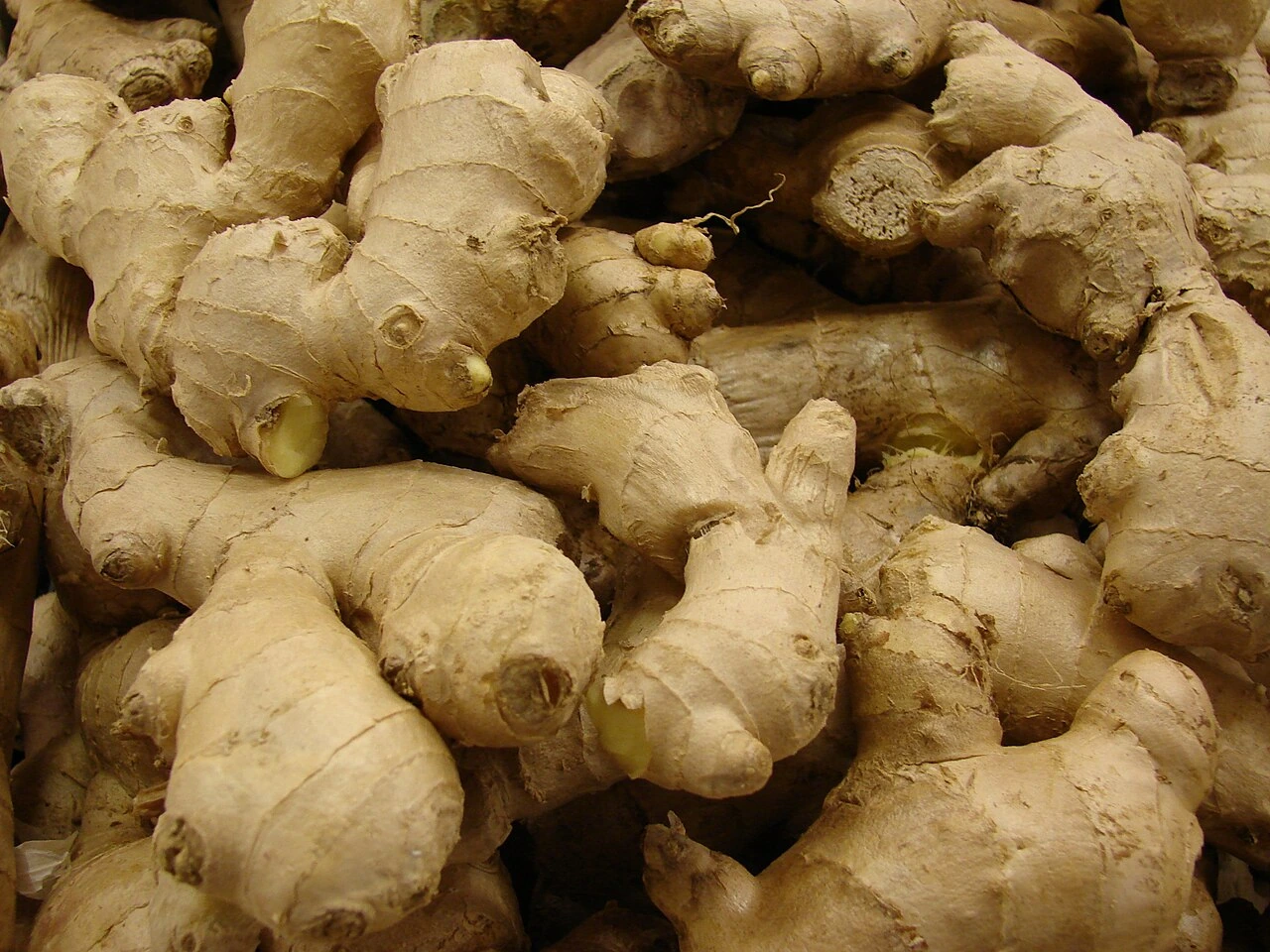 Close-up of harvested ginger roots piled together