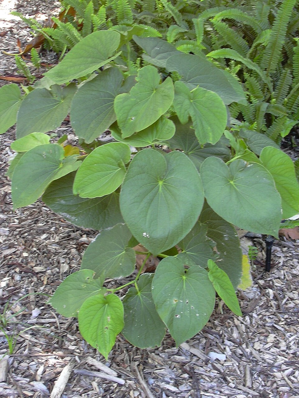 Can You Grow Kava in the US? Climate, Care, and Options