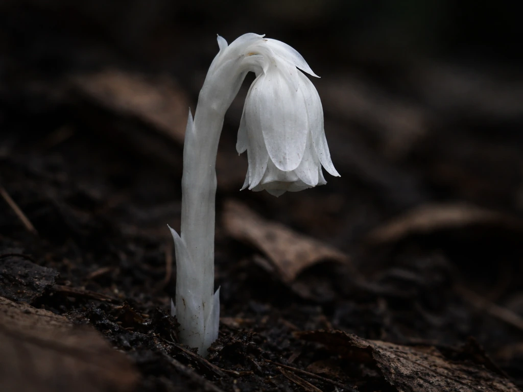 Close-up of pale white waxy ghost pipe on dark forest soil, with a single drooping flower.